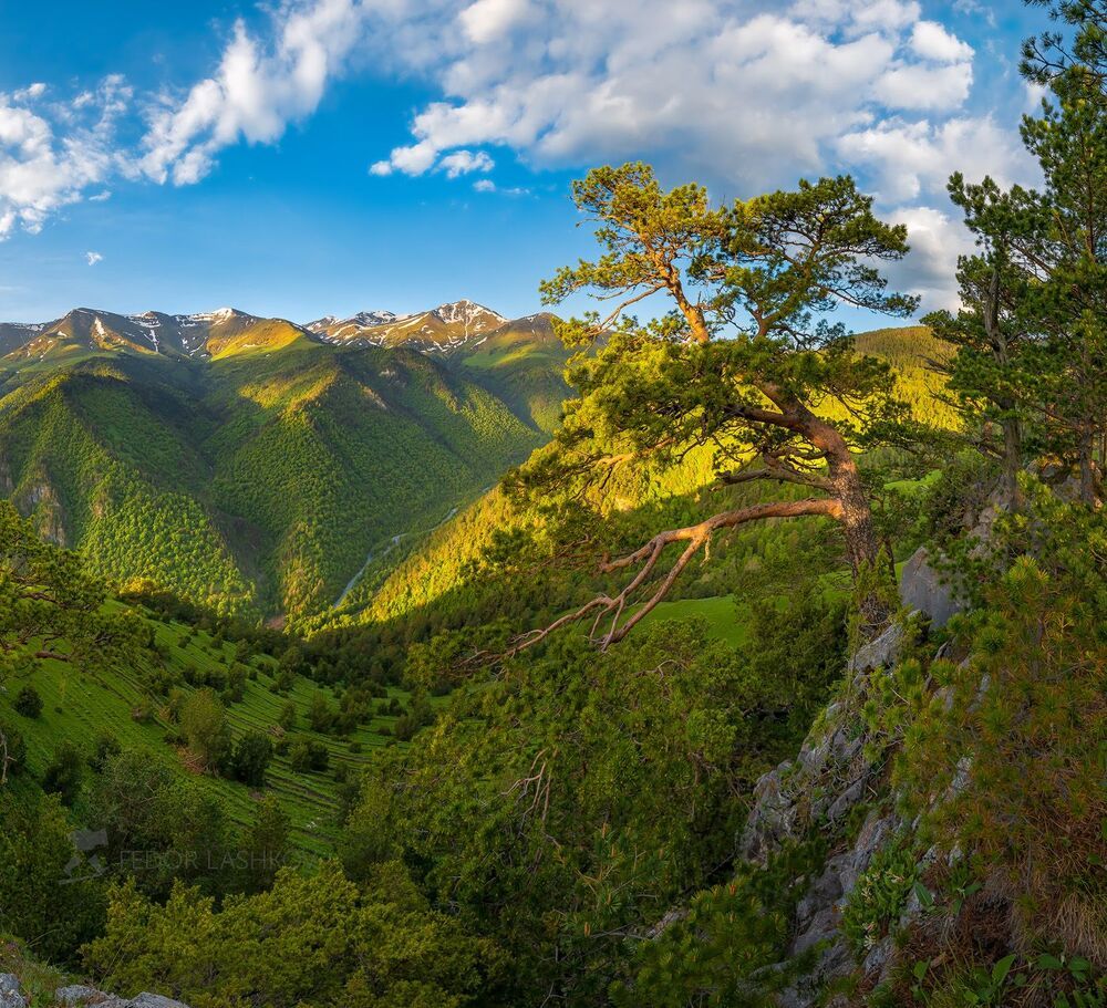 Сосны Архыза