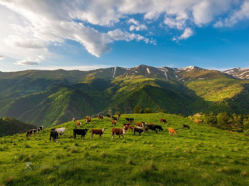 Коровы на горных лугах