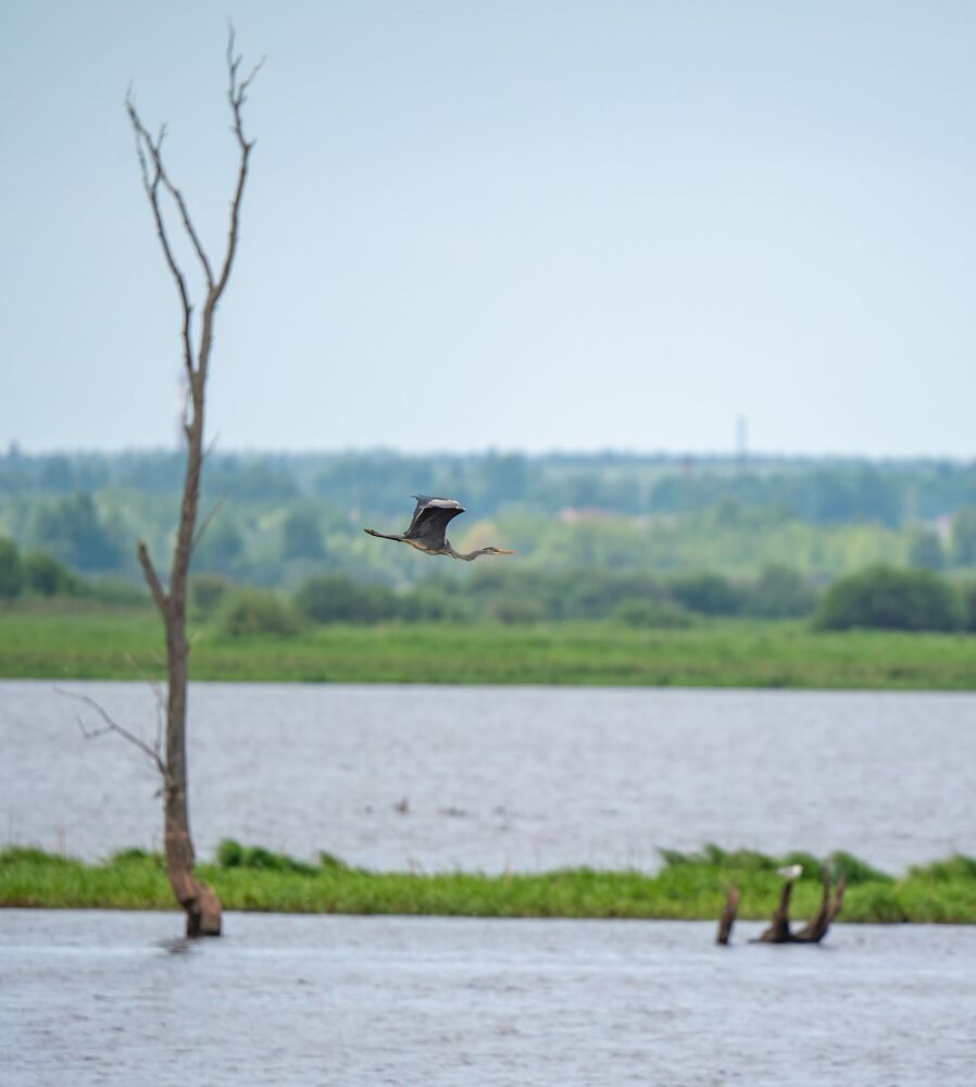 В цаплином царстве