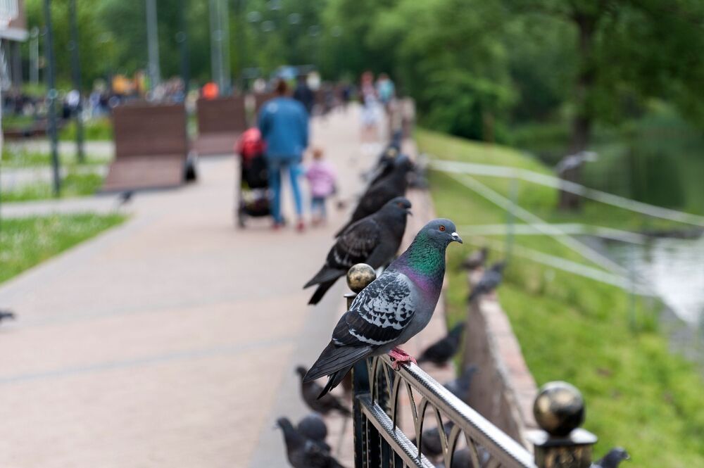 Конторский пруд в Коммунарке