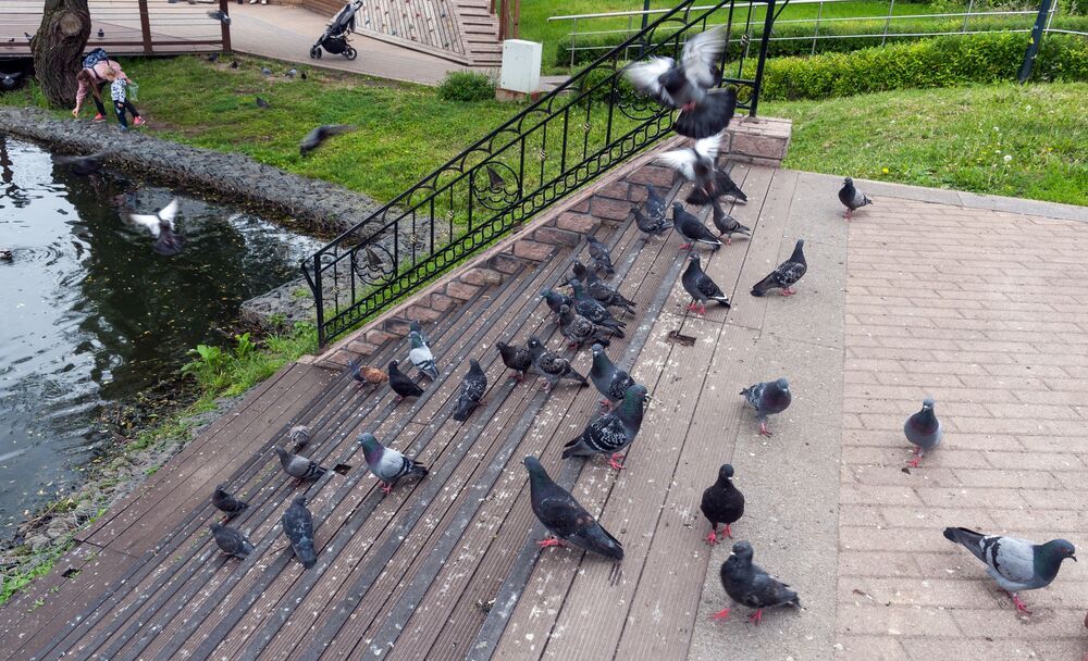 Конторский пруд в Коммунарке