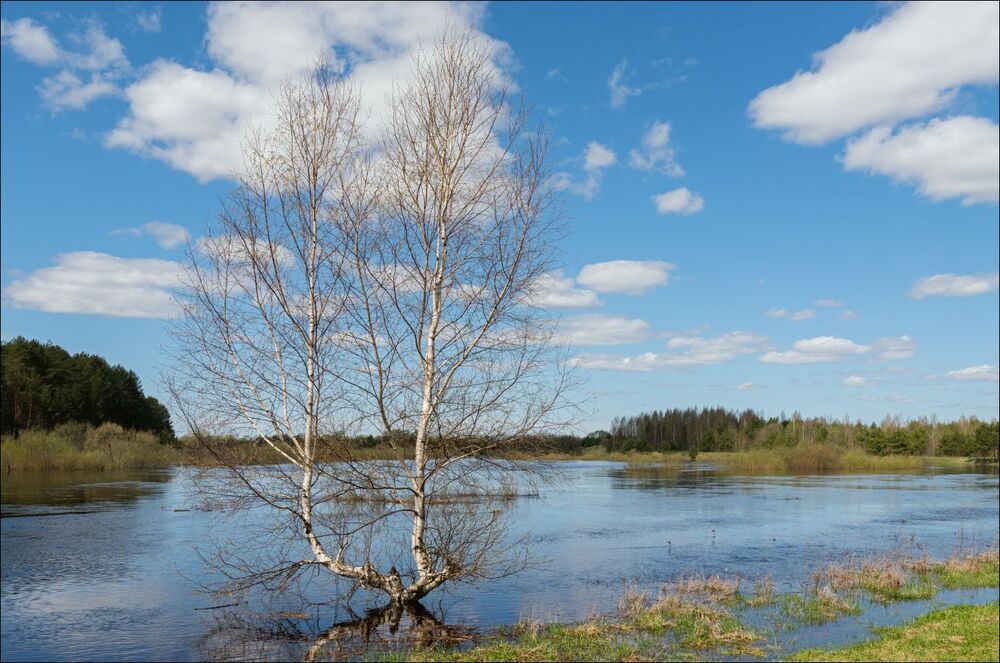 Последняя весна прибрежной берёзы
