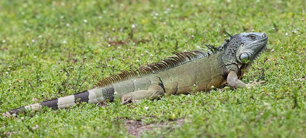 Iguana - Игуаны
