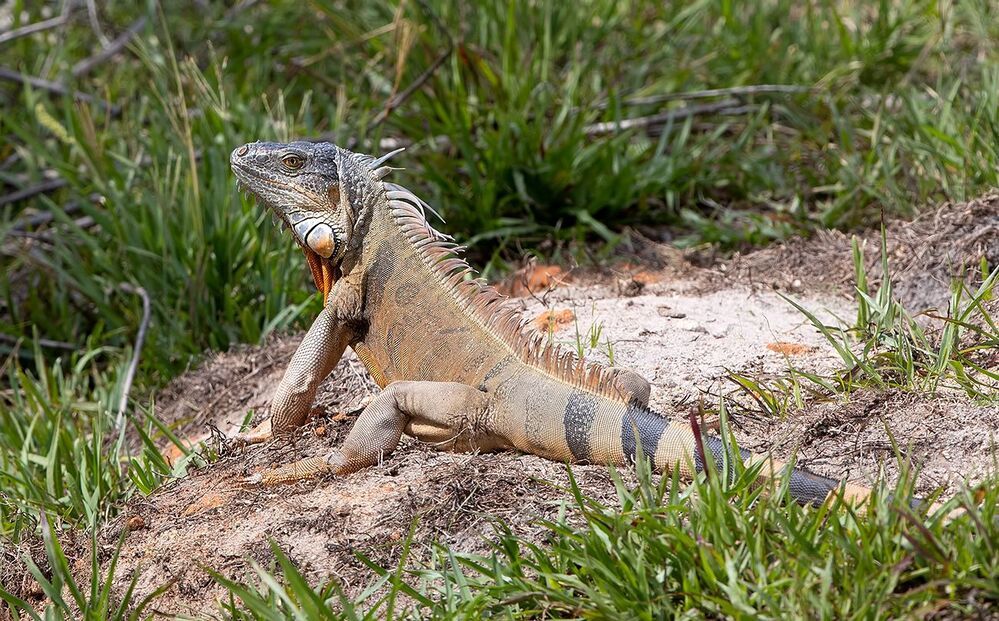 Iguana - Игуаны