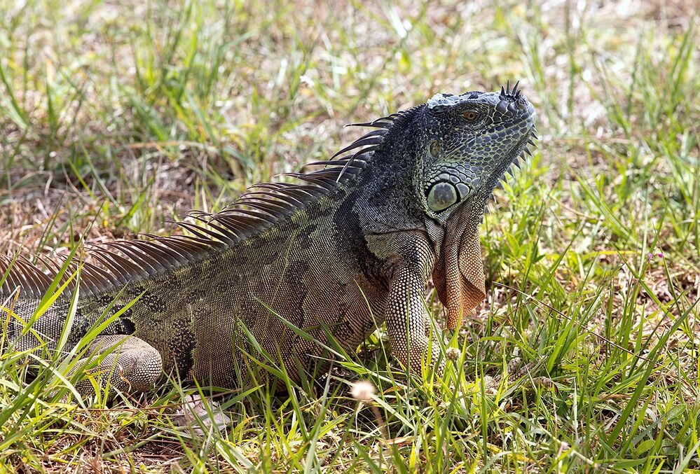 Iguana - Игуаны