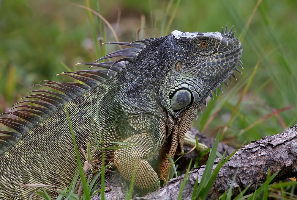 Iguana - Игуаны