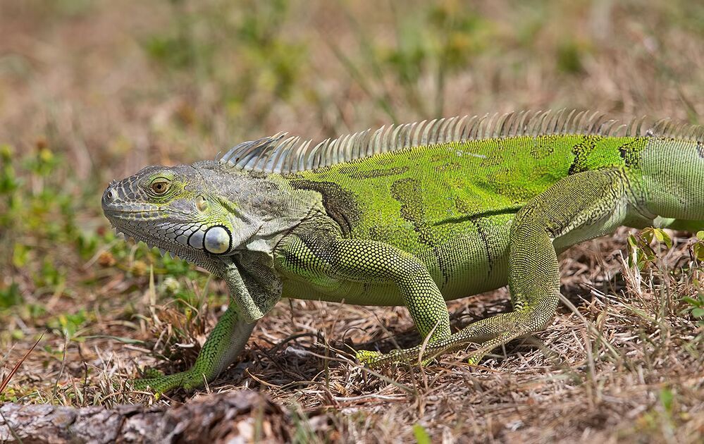 Iguana - Игуаны
