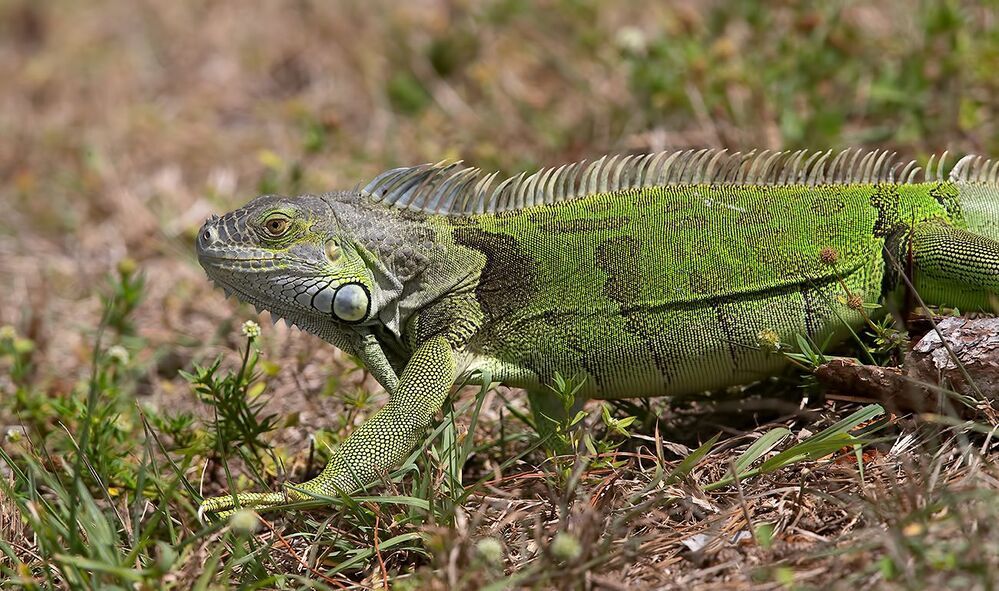 Iguana - Игуаны