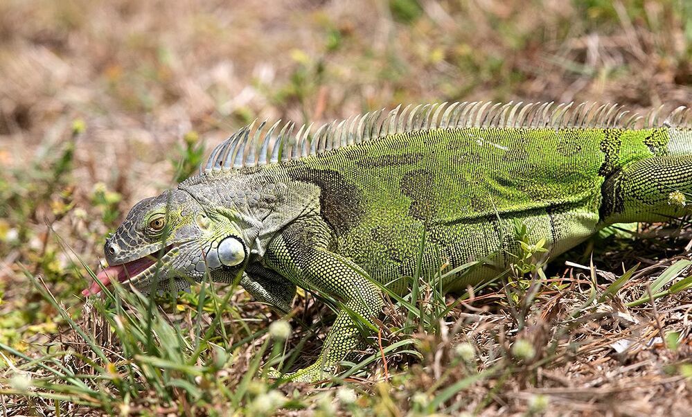 Iguana - Игуаны