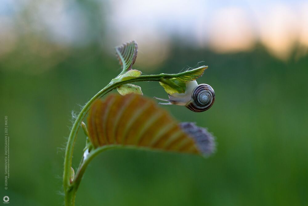 Adventures of Snails | Пригоди равликів.