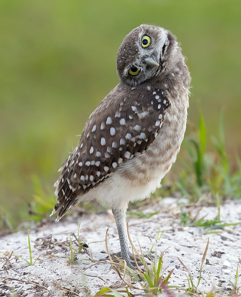 Burrowing Owlet - Кроличий сыч