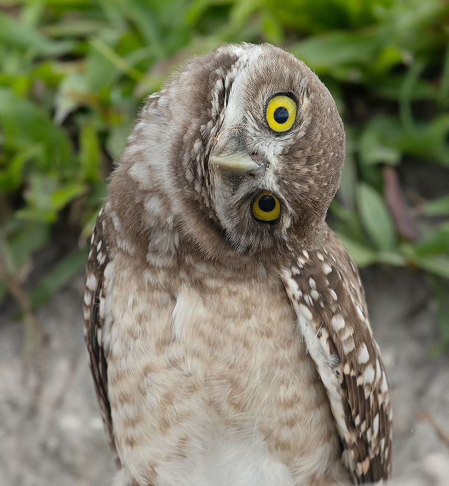 Burrowing Owlet - Кроличий сыч