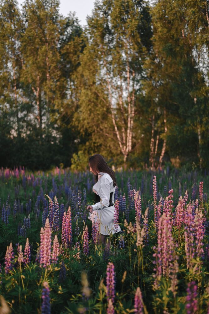 люпины