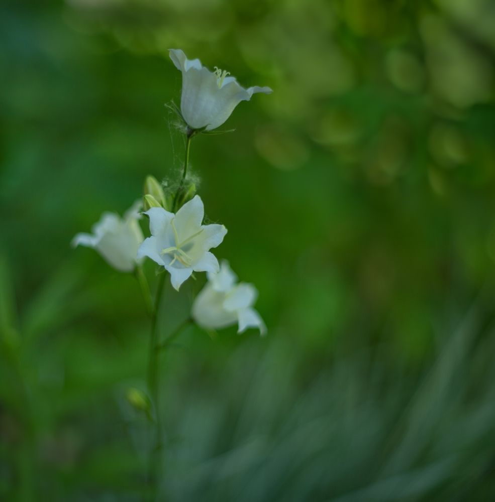 Этюды, Takumar 50mm f/1.4