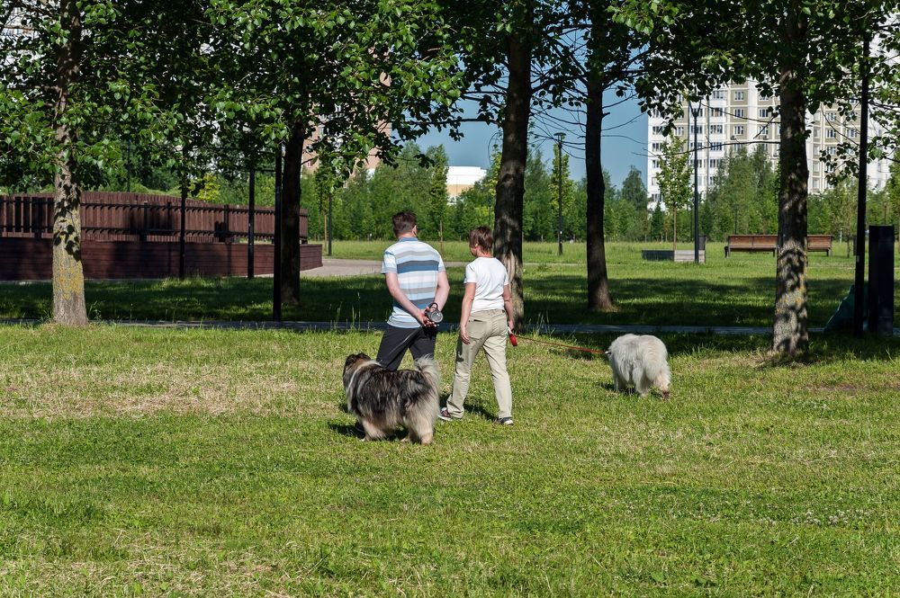 Рано утром в парке