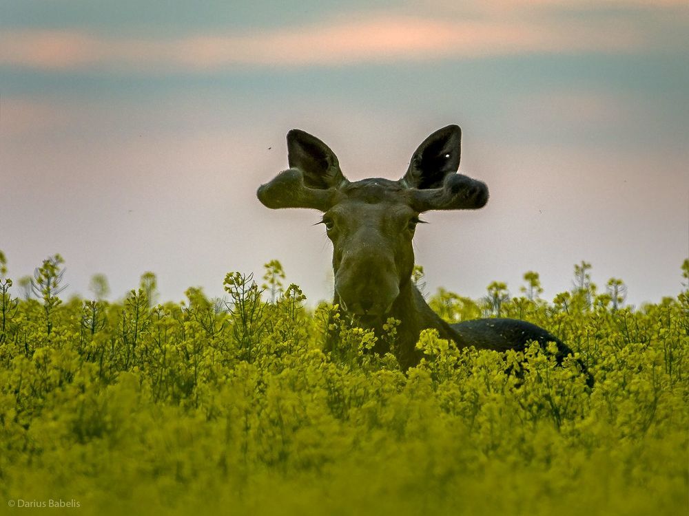 Лось
