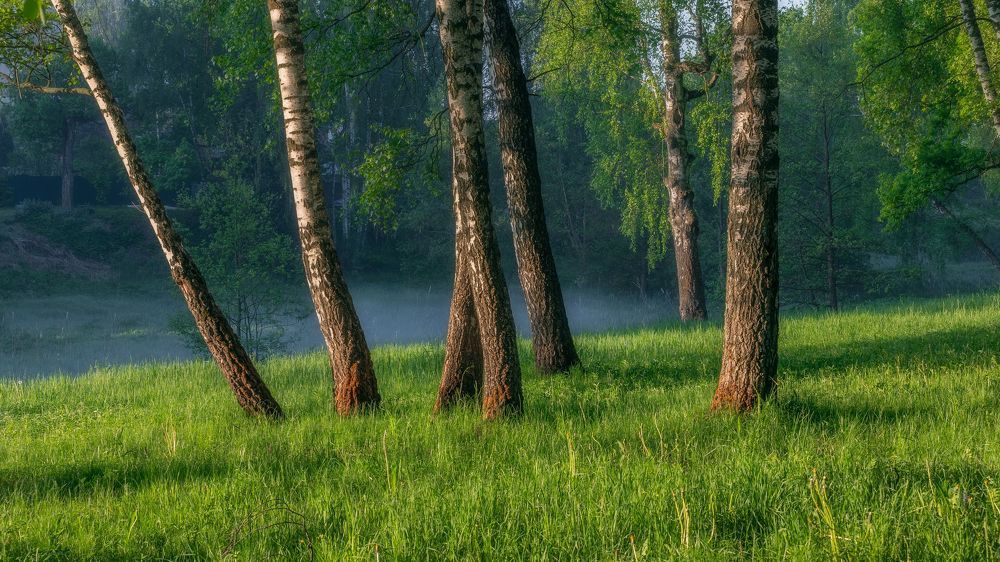 Весенним утром, в березовом лесу