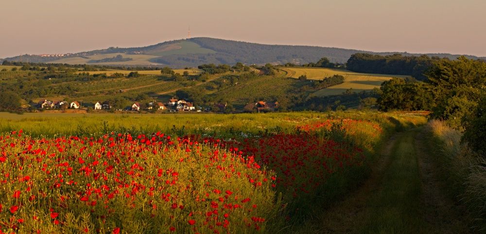 Poppies