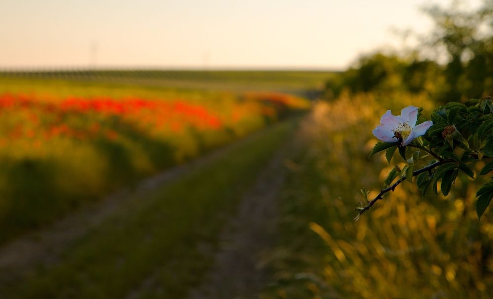 Poppies