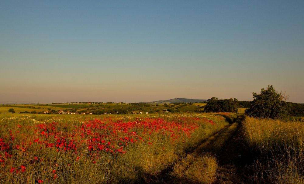 Poppies