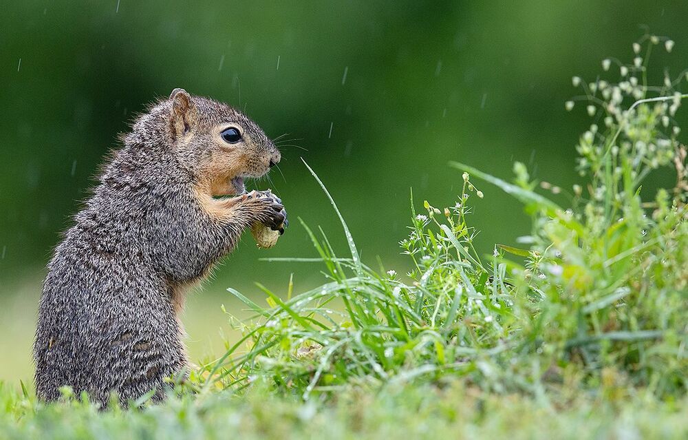 Fox Squirrel - Лисья Белка.