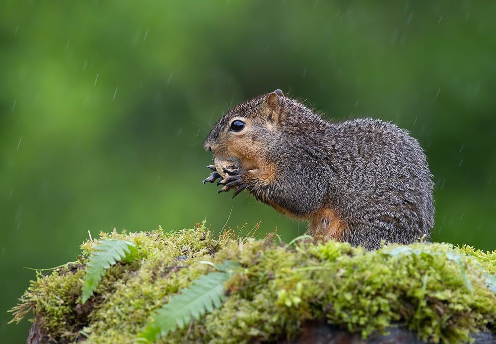 Fox Squirrel - Лисья Белка.
