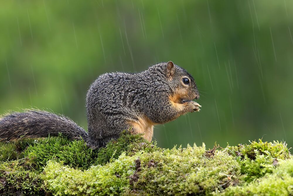 Fox Squirrel - Лисья Белка.