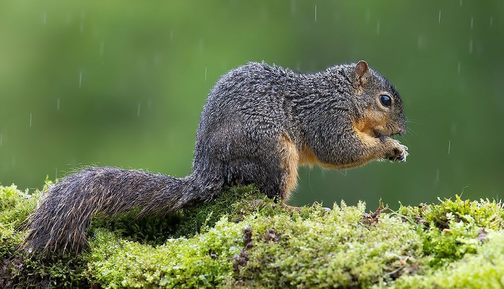 Fox Squirrel - Лисья Белка.