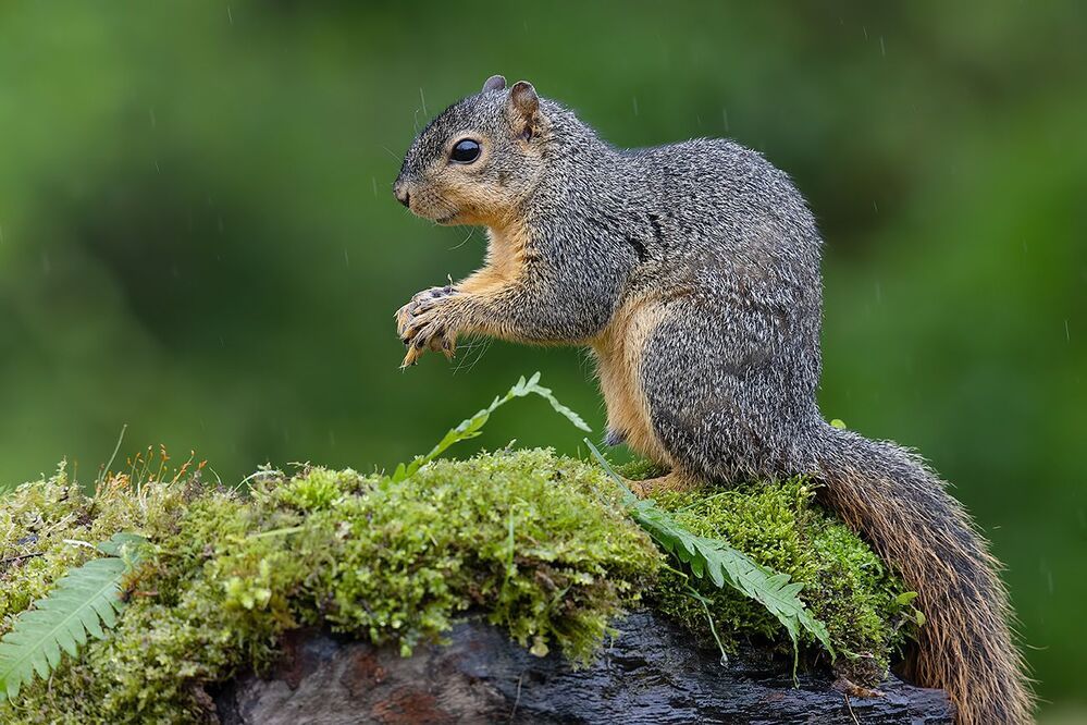Fox Squirrel - Лисья Белка.