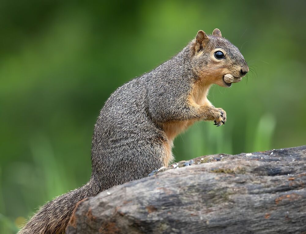 Fox Squirrel - Лисья Белка.