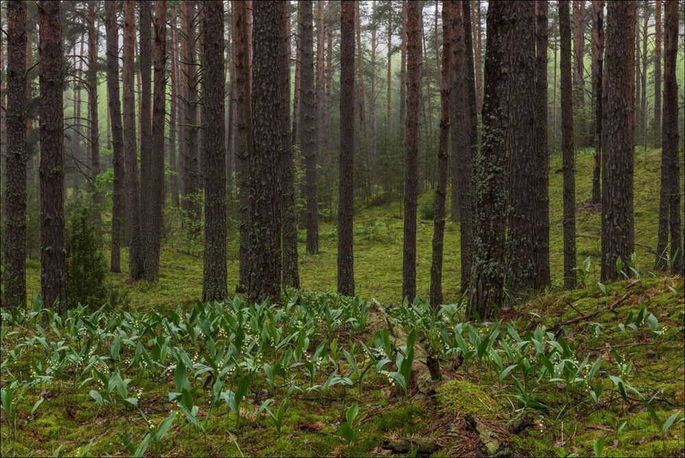 Ландыши на холмах старого леса