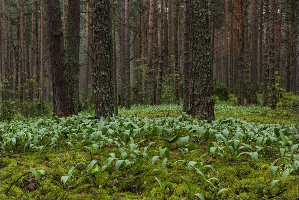 Ландыши в сосновом бору