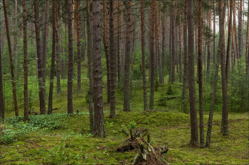 На краю холмистого леса
