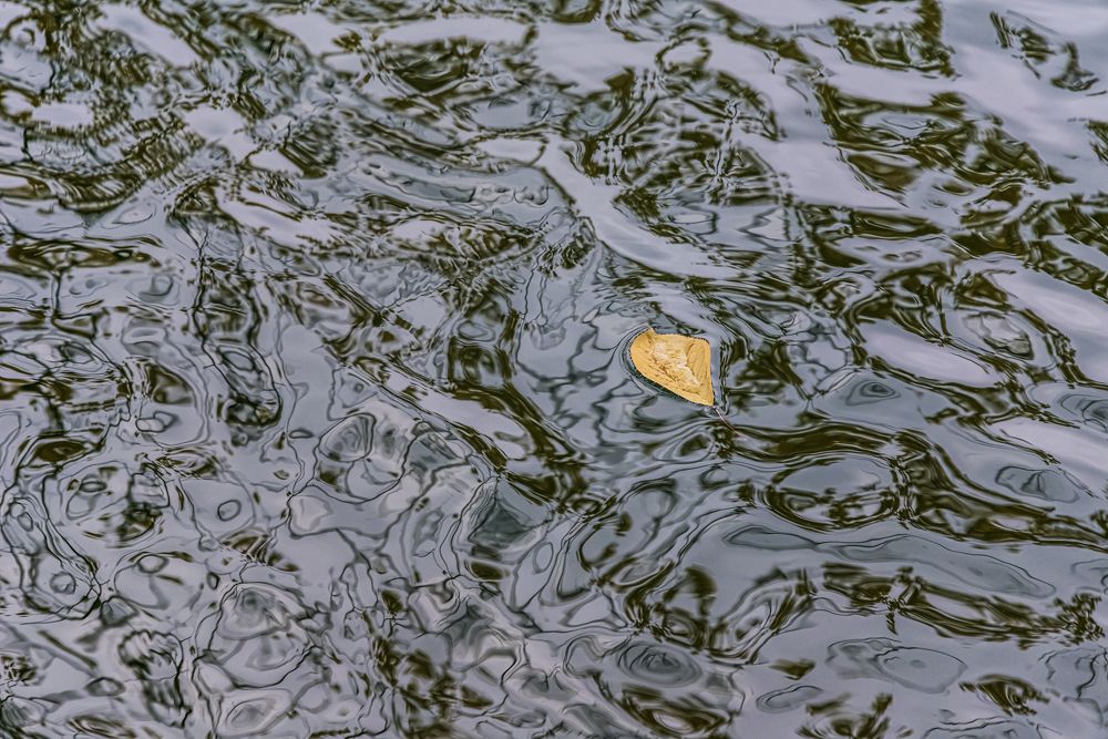Водные страсти.