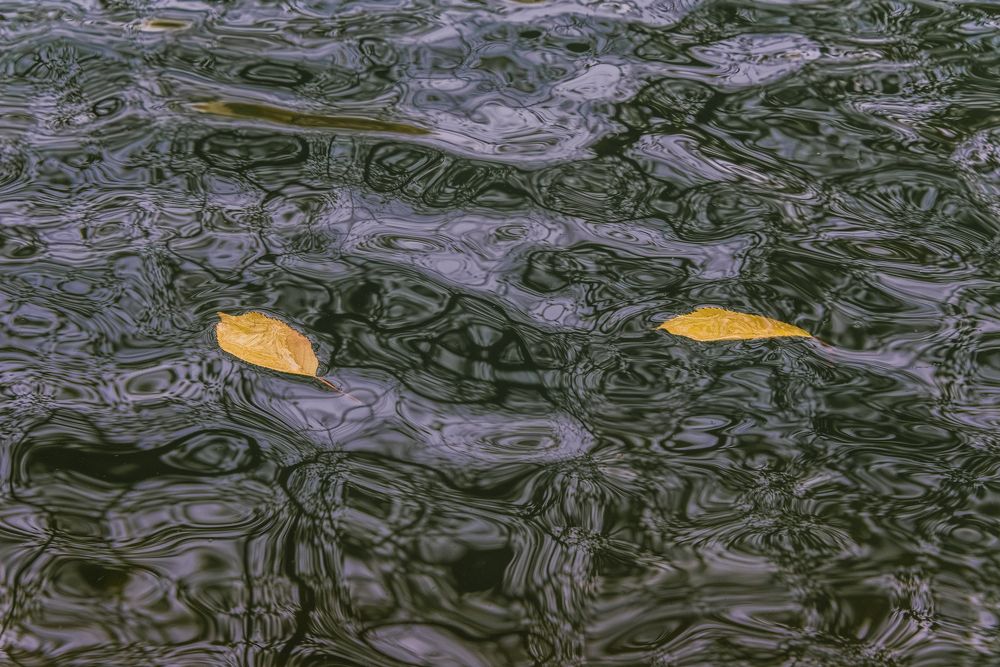 Водные страсти.