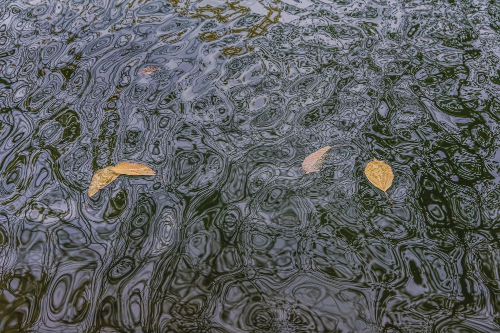 Водные страсти.