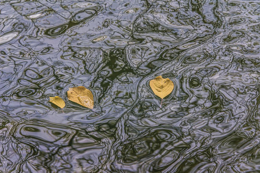 Водные страсти.