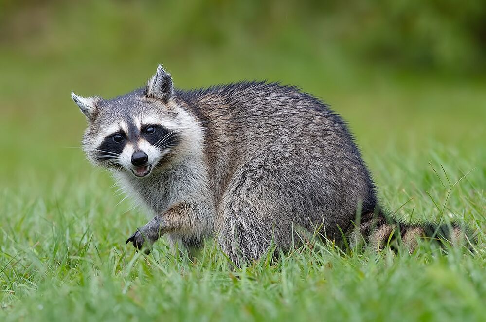 Енот-полоскун -Raccoon