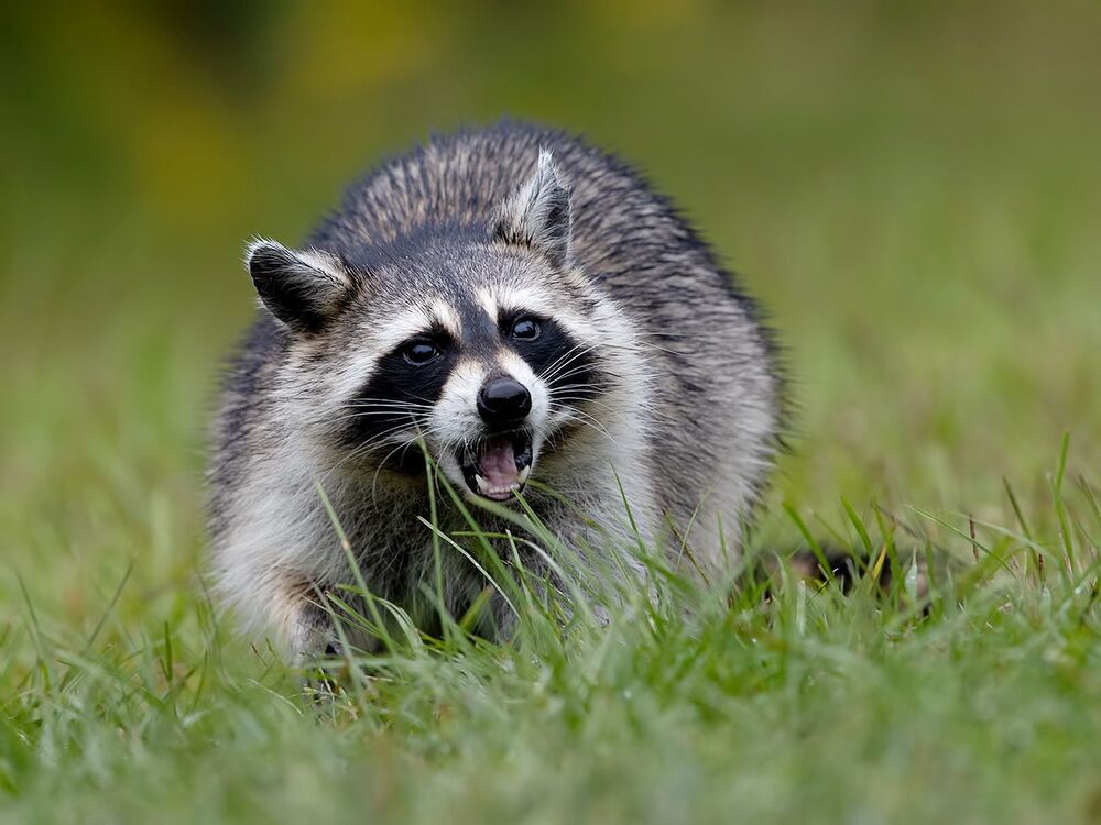 Енот-полоскун -Raccoon