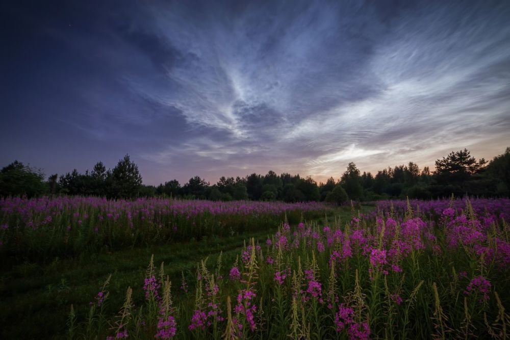 про серебристые облака,  белые ночи и теплое лето