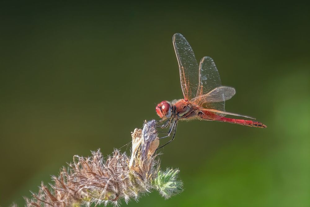 Odonatas