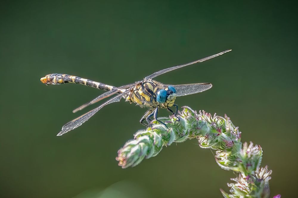 Odonatas