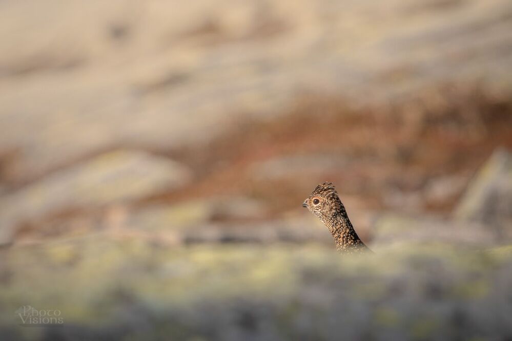 The rock ptarmigan (Lagopus muta)