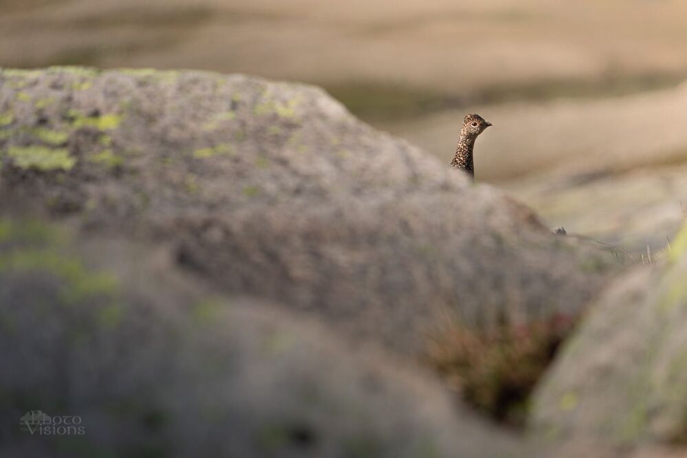 The rock ptarmigan (Lagopus muta)