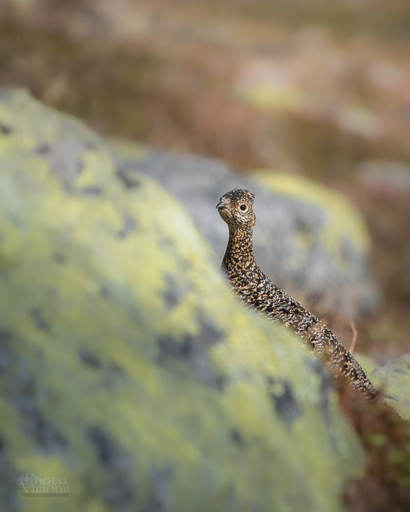 The rock ptarmigan (Lagopus muta)