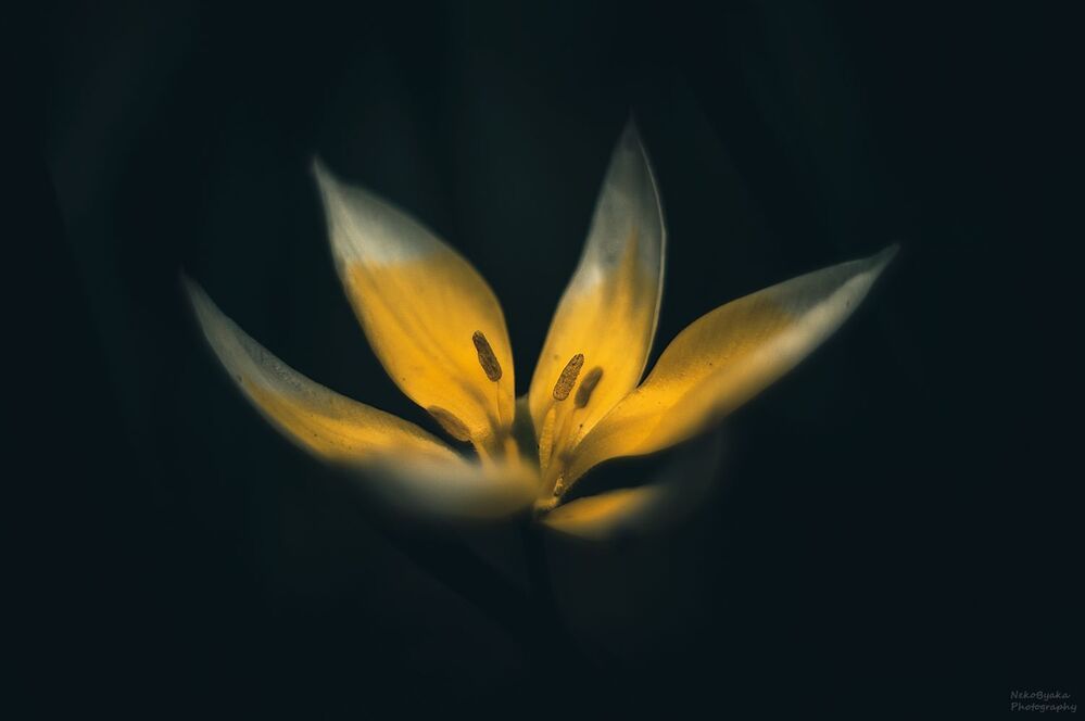 Тюльпан Поздний (Tulipa Tarda)