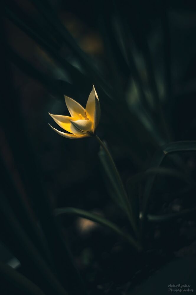 Тюльпан Поздний (Tulipa Tarda)