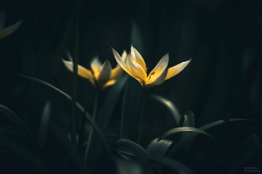 Тюльпан Поздний (Tulipa Tarda)