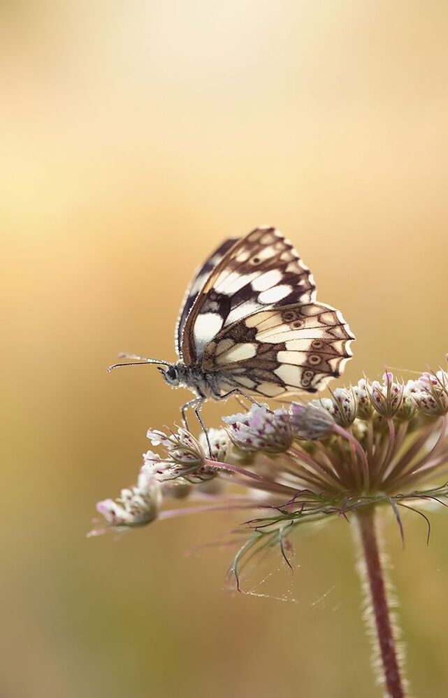 Galathea
