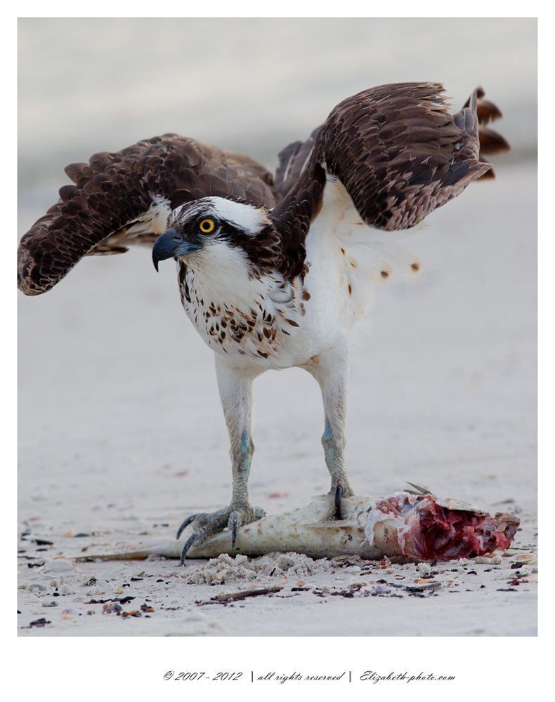 Osprey with Prey